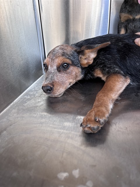 Shelter Stray Unknown Dog last seen Near BLOCK PATERSON AVE, 2811 SE 29th St, Oklahoma City, OK 73129, USA
