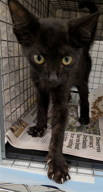 Shelter Stray Male Cat last seen Near BLOCK TYLER ST, HOLLYWOOD FL 33019, 2400 SW 42nd St, Fort Lauderdale, FL 33312, USA