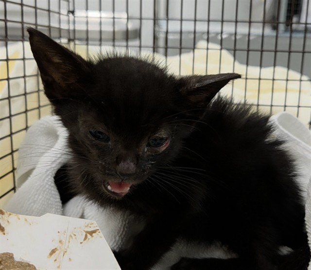 Shelter Stray Male Cat last seen I-75 N & PINES BLVD, PEMBROKE PINES, FL 33027, 2400 SW 42nd St, Fort Lauderdale, FL 33312, USA