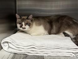Shelter Stray Female Cat last seen , 11361 W Pico Blvd, Los Angeles, CA 90064, USA