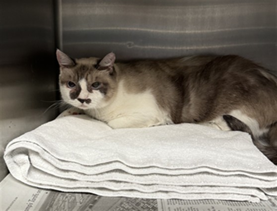 Shelter Stray Female Cat last seen , 11361 W Pico Blvd, Los Angeles, CA 90064, USA