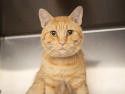 Shelter Stray Male Cat last seen 23RD/CAMPBELL, 5501 E Van Buren St, Phoenix, AZ 85008, USA