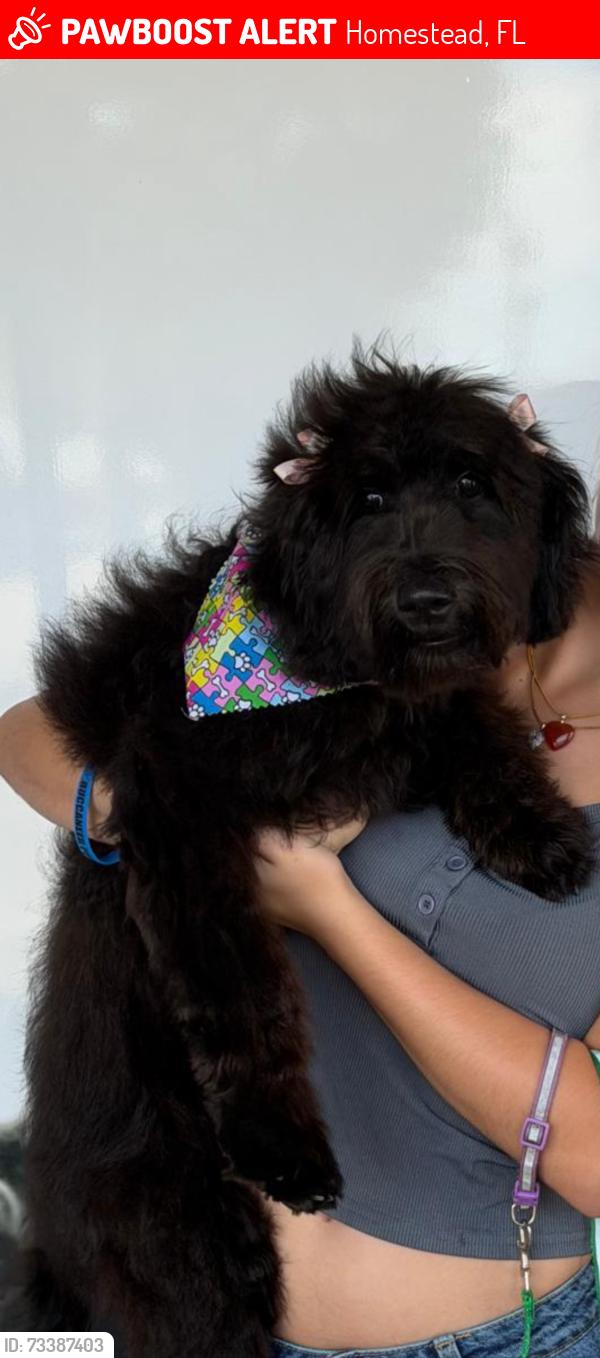 Lost Female Dog last seen Near sw 272th st, hmstd, Homestead, FL 33031