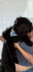 Lost Female Dog last seen Near sw 272th st, hmstd, Homestead, FL 33031