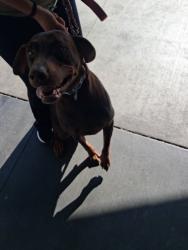 Shelter Stray Female Dog last seen , 1850 W 60th St, Los Angeles, CA 90047, USA