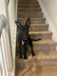 Shelter Stray Female Dog last seen HUNTERSVILLE, 8315 Byrum Dr, Charlotte, NC 28217, USA