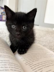 Shelter Stray Male Cat last seen CHARLOTTE, 8315 Byrum Dr, Charlotte, NC 28217, USA