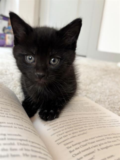 Shelter Stray Male Cat last seen CHARLOTTE, 8315 Byrum Dr, Charlotte, NC 28217, USA