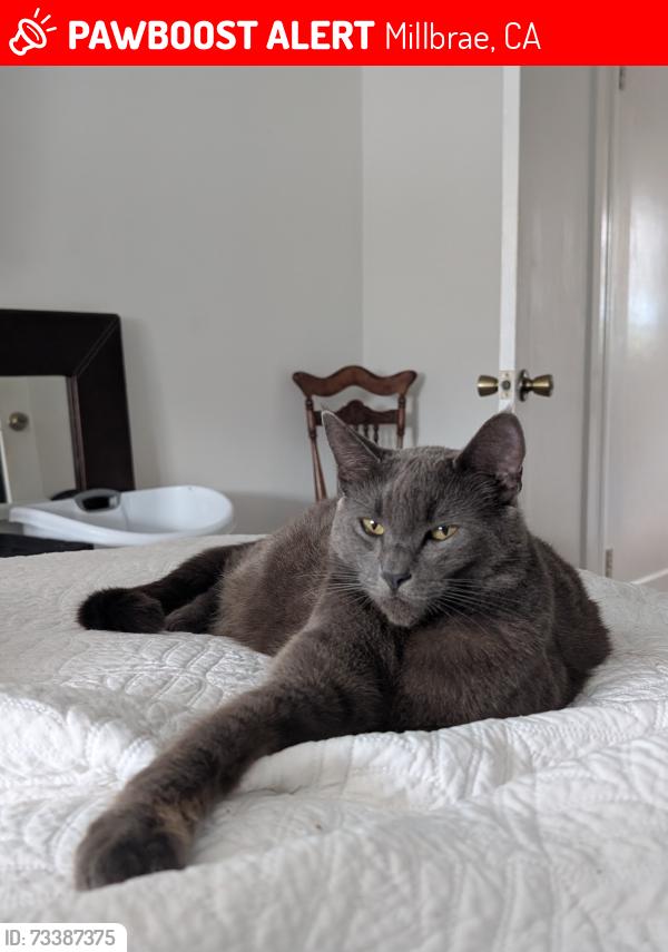 Lost Male Cat last seen Paramount, Millbrae, CA 94030