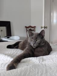 Lost Male Cat last seen Paramount, Millbrae, CA 94030