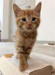 Shelter Stray Male Cat last seen CHARLOTTE, 8315 Byrum Dr, Charlotte, NC 28217, USA