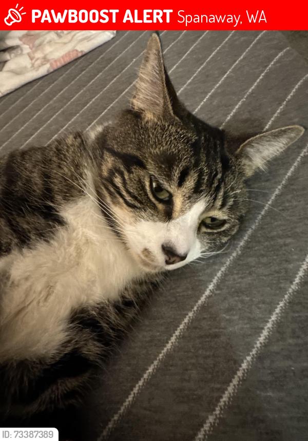 Lost Male Cat last seen Park Ave, Spanaway, WA 98387