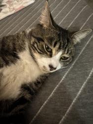 Lost Male Cat last seen Park Ave, Spanaway, WA 98387