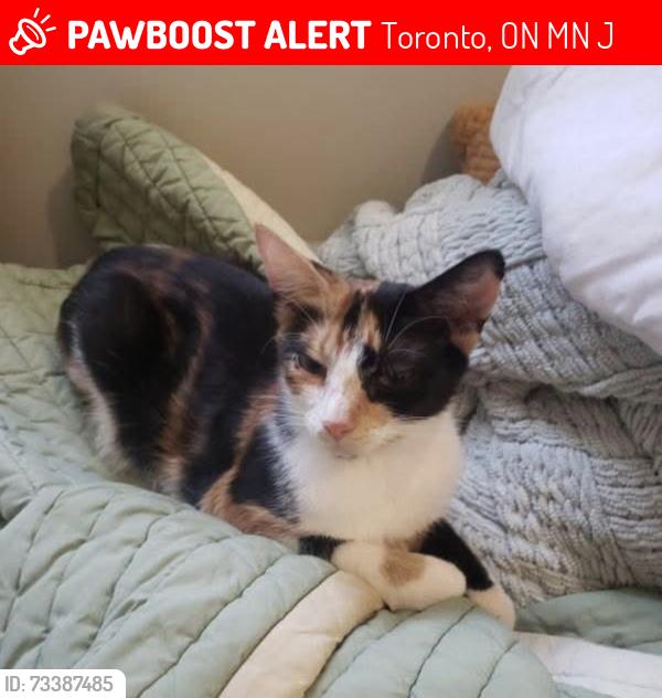 Lost Female Cat last seen Hounslow health and st. Clair ave w, Toronto, ON M6N 1J2