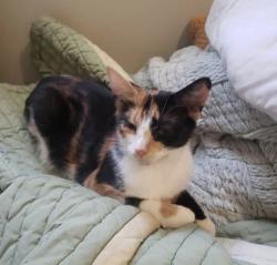 Lost Female Cat last seen Hounslow health and st. Clair ave w, Toronto, ON M6N 1J2