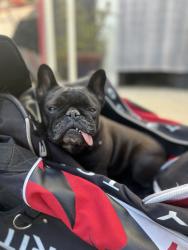 Lost Female Dog last seen Rimpau and 6th, Los Angeles, CA 90020