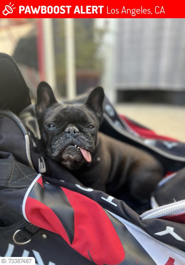 Lost Female Dog last seen Rimpau and 6th, Los Angeles, CA 90020