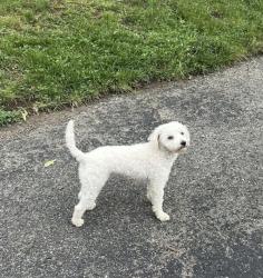 Lost Female Dog last seen Pawsitively Perfect Grooming, Dayton, OH 45458