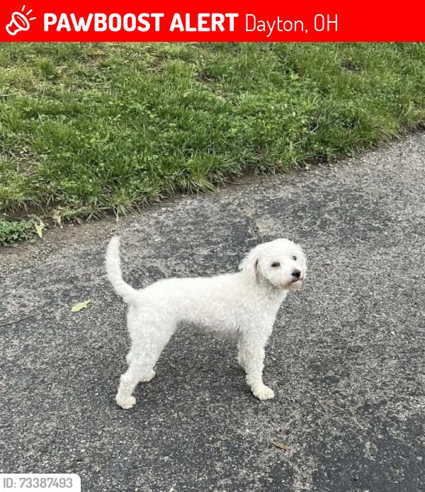 Lost Female Dog last seen Pawsitively Perfect Grooming, Dayton, OH 45458