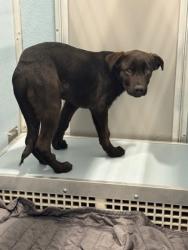 Shelter Stray Male Dog last seen N Modoc Ave & W Shaw Ave, Kerman Zone Fresno CO 1A 93630, CA, 1510 W Dan Ronquillo Dr, Fresno, CA 93706, USA