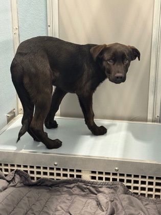 Shelter Stray Male Dog last seen N Modoc Ave & W Shaw Ave, Kerman Zone Fresno CO 1A 93630, CA, 1510 W Dan Ronquillo Dr, Fresno, CA 93706, USA