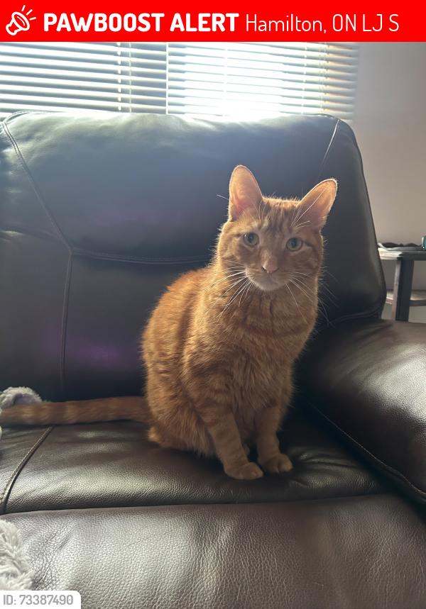 Lost Male Cat last seen Highland Rd W & Cityview Crescent, Hamilton, ON L8J 2S2
