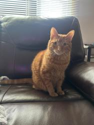 Lost Male Cat last seen Highland Rd W & Cityview Crescent, Hamilton, ON L8J 2S2