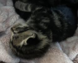 Shelter Stray Male Cat last seen Dover Town Hall, Dover, NC, 1639 Old Airport Rd, New Bern, NC 28562, USA