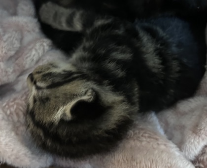 Shelter Stray Male Cat last seen Dover Town Hall, Dover, NC, 1639 Old Airport Rd, New Bern, NC 28562, USA
