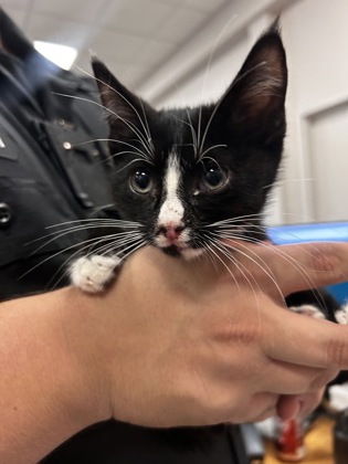 Shelter Stray Female Cat last seen Near Franklin Dr, 75150, TX, 1650 Gross Rd, Mesquite, TX 75149, USA