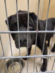 Shelter Stray Female Dog last seen Goodwin Ave, Hamilton, OH, 1820 Princeton Rd, Hamilton, OH 45011, USA