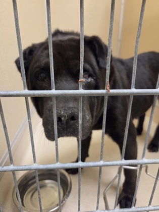 Shelter Stray Female Dog last seen Goodwin Ave, Hamilton, OH, 1820 Princeton Rd, Hamilton, OH 45011, USA