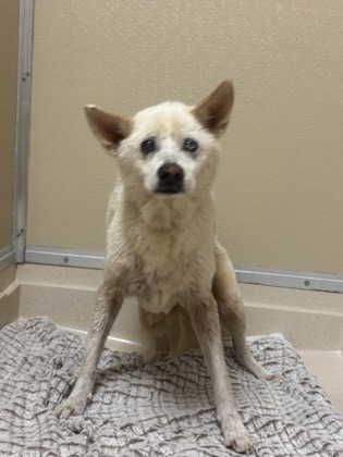 Shelter Stray Female Dog last seen first// s verity, Middletown, OH, 1820 Princeton Rd, Hamilton, OH 45011, USA