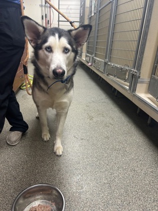 Shelter Stray Female Dog last seen Princeton Rd. in front of Walmart, Hamilton, OH, 1820 Princeton Rd, Hamilton, OH 45011, USA