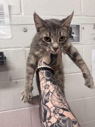 Shelter Stray Female Cat last seen Near Hickory Ave, 21211, MD, 2490 Giles Rd, Baltimore, MD 21225, USA