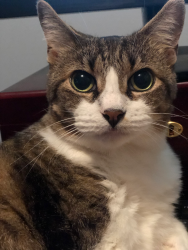 Lost Female Cat last seen Lake Gardens Dr and Easton, Dallas, TX 75218