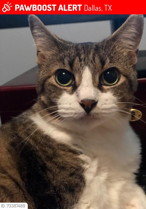 Lost Female Cat last seen Lake Gardens Dr and Easton, Dallas, TX 75218