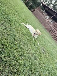 Lost Male Dog last seen hse of Prayer Baptist Church HWY 136 Villanow, LaFayette, GA 30728