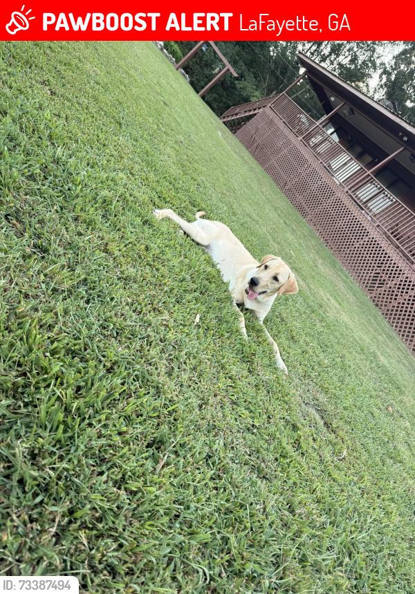 Lost Male Dog last seen hse of Prayer Baptist Church HWY 136 Villanow, LaFayette, GA 30728
