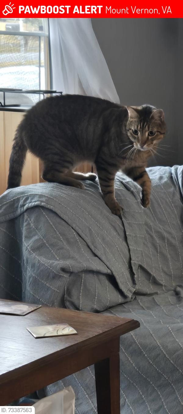 Lost Male Cat last seen Media st and little hunting creek dr, Mount Vernon, VA 22309