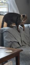 Lost Male Cat last seen Media st and little hunting creek dr, Mount Vernon, VA 22309