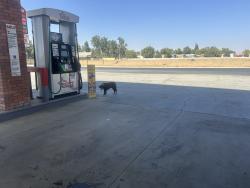 Lost Female Dog last seen Delano, @ Best Truck Stop, Fresno County, CA 93606