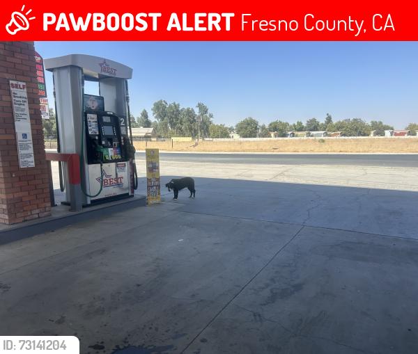 Lost Female Dog last seen Delano, @ Best Truck Stop, Fresno County, CA 93606