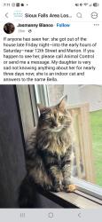 Lost Female Cat last seen Marion comunity 57106, Sioux Falls, SD 57106
