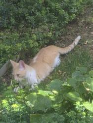 Found/Stray Unknown Cat last seen Kipling and Chatfield, Littleton, CO 80127