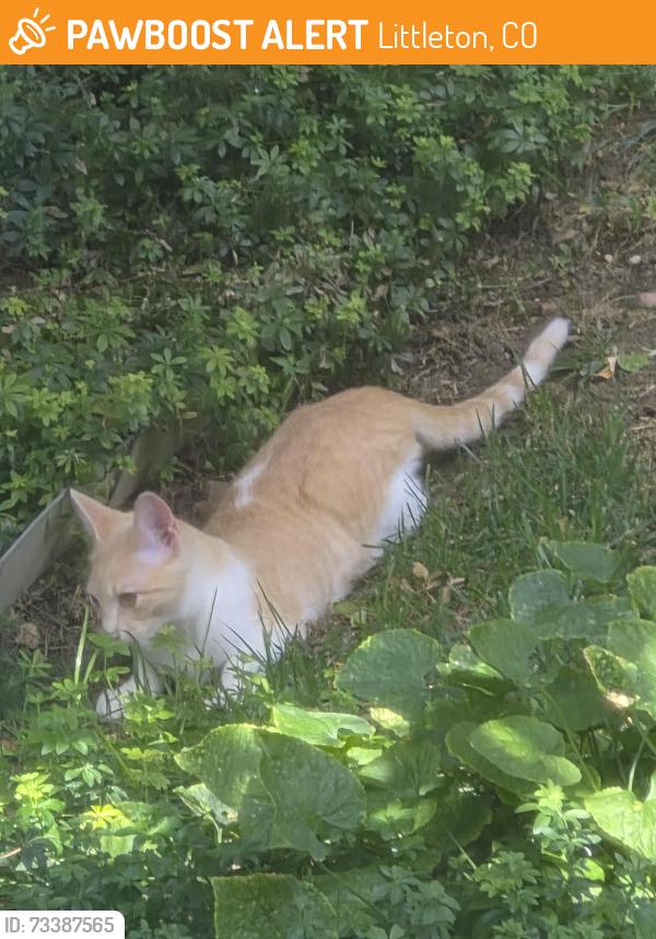 Found/Stray Unknown Cat last seen Kipling and Chatfield, Littleton, CO 80127