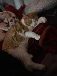 Lost Female Cat last seen Sierra Boulevard, Mississauga, ON L4Y 2B9