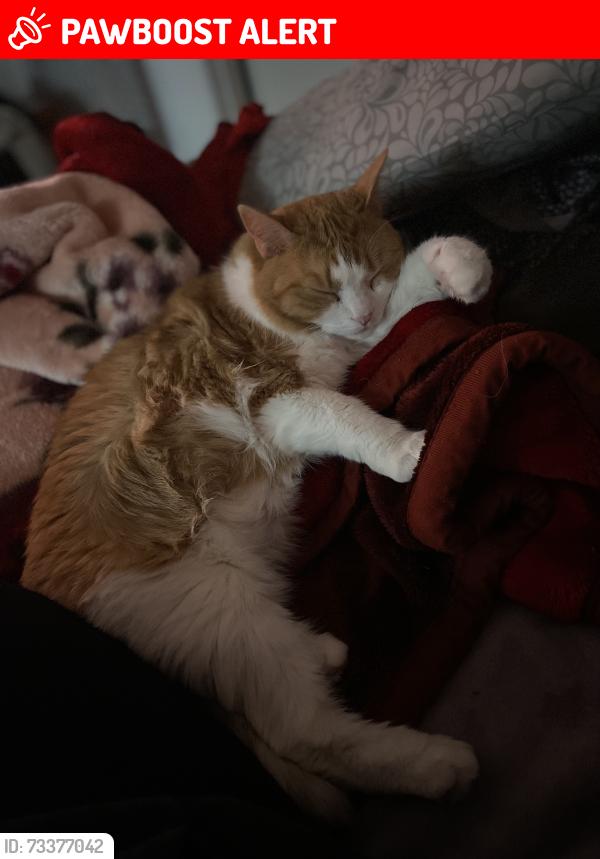 Lost Female Cat last seen Sierra Boulevard, Mississauga, ON L4Y 2B9