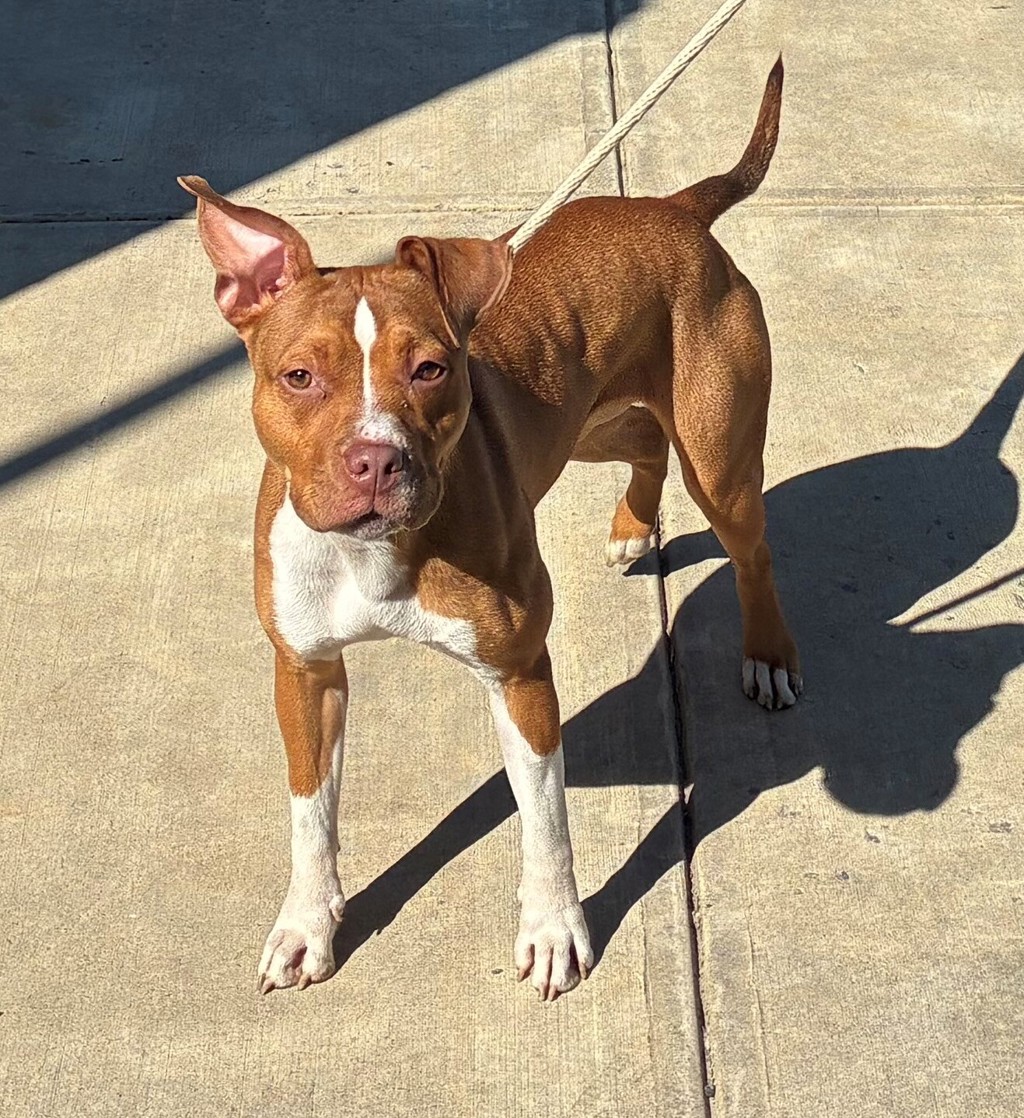 Shelter Stray Female Dog last seen Charlotte Street, BRONX, NY, 10457, 3139 Veterans Rd W, Staten Island, NY 10309, USA