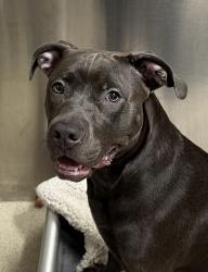 Shelter Stray Female Dog last seen Near Ajax Drive, MADISON HEIGHTS, MI, 48071, 1200 N Telegraph Building 42E, Pontiac, MI 48340, USA